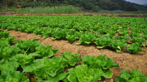 2016年政策利好有機(jī)肥行業(yè)迎接新發(fā)展