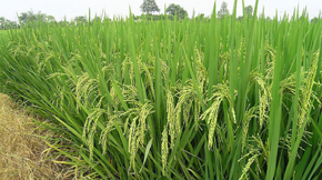 國內(nèi)專項政策扶持有機(jī)肥生產(chǎn)企業(yè)發(fā)展