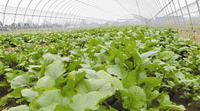 ЙCʴ滯ha(chn)ѭh(hun)r(nng)I(y)˳ڼô