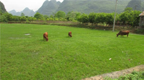 1230r(nng)I(y)_(ki)(w)(hu)hоB(yng)ֳU̎YԴ