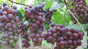 e|(zh)Ч(qing)Ѯa(chn)I(y)