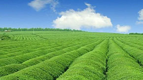 ɽ|Rѭh(hun)ģʽM(jn)B(yng)ֳa(chn)I(y)Gɫɳm(x)l(f)չ