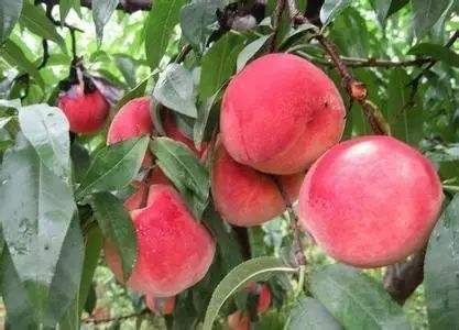 r(nng)I(y)ݼSYԴM(jn)ʽ