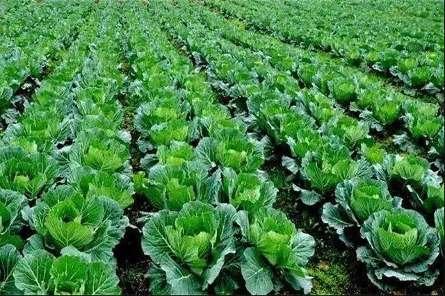 rI(y)PڴMl(xing)aI(y)|l(f)չhĻ؏