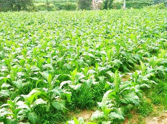 ؑcm(x)_չrI(y)ԴȾ ȫлʺrˎʹÿքeBm(x)510fp