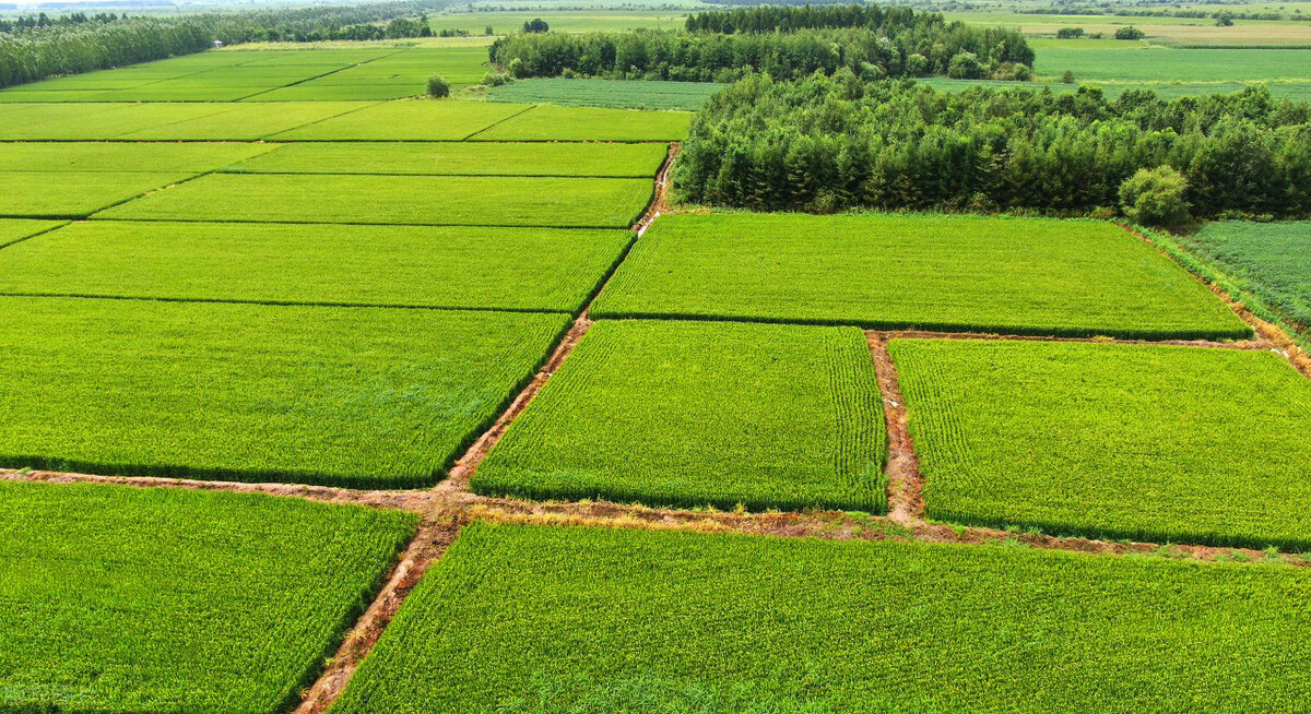 ЧGr(nng)I(y)Gɫl(f)չЧ@