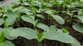 有機生物肥的作用