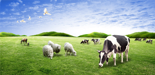 有機(jī)肥行業(yè)技術(shù)之養(yǎng)殖業(yè)對(duì)環(huán)境的損害