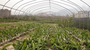 不同粘結(jié)劑對有機(jī)肥復(fù)混肥成粒的影響分析