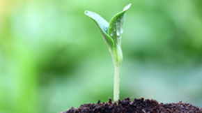 有機(jī)農(nóng)業(yè)之土壤的分析