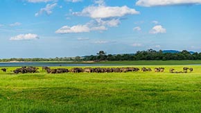 豬糞、牛糞發(fā)酵有機肥應(yīng)注意的幾個小細(xì)節(jié)