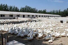 B(yng)(chng)̎S@Щ͉ 