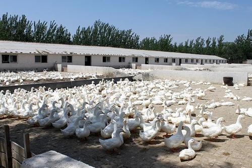 養(yǎng)鴨場(chǎng)