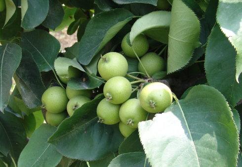 ЙC(j)O(sh)ƽDC(j)עЩ?