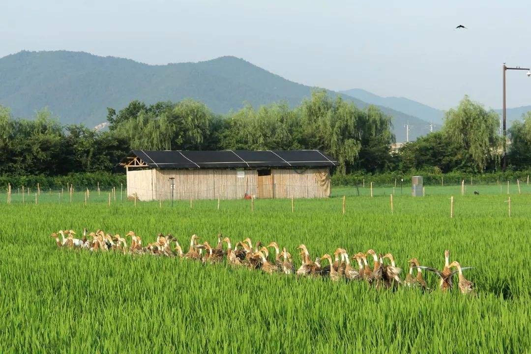 有機(jī)肥種植