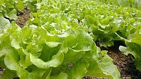 O(sh)ЙC(j)ʏS(gu)ʲô