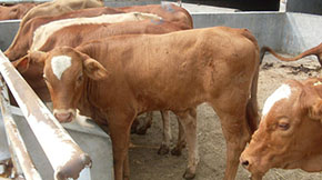 ţSӹЙC(j)ҪʲôC(j)