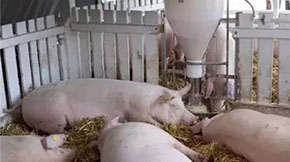 B(yng)iô̎S۵@ЩֵÌW