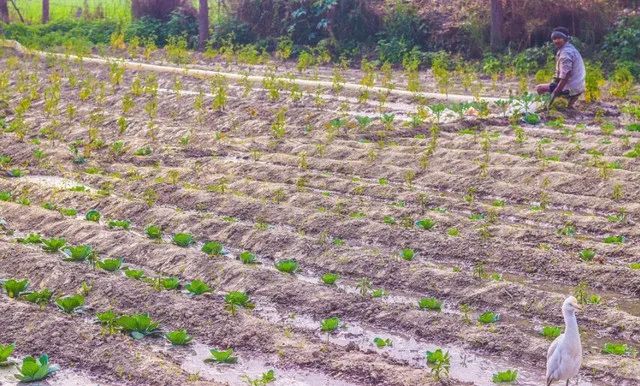 ЙC(j)ʳҊa(chn)ˇ}Qʩ